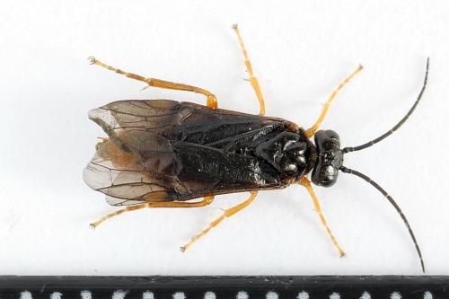 Nematinus fuscipennis